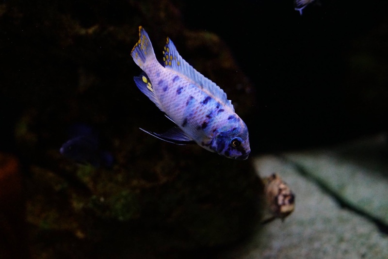 Maylandia zebra 'Chizumulu Island'